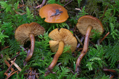 Calocybe