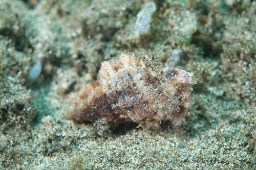 Bursa granularis, 2022-07-09