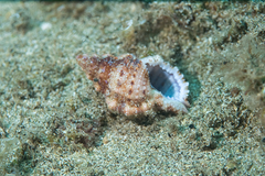 Dulcerana granularis