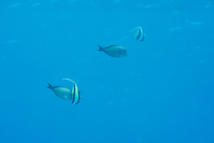 Acanthurus nigrofuscus