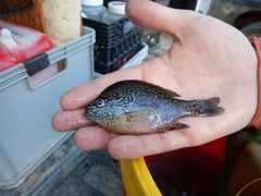 Lepomis marginatus