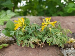 Pseudofumaria lutea