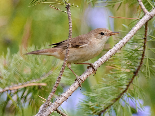 Booted Warbler (Iduna caligata), photo 4
