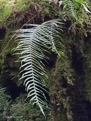Polypodiastrum mengtzeense