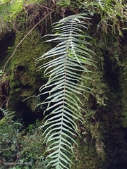 Polypodiastrum mengtzeense