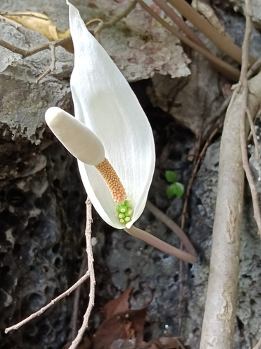 Amorphophallus albispathus