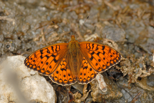 Niobe fritillary