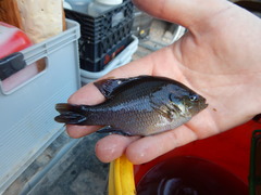 Lepomis miniatus