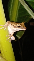 Polypedates leucomystax