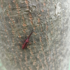 Pyrestes