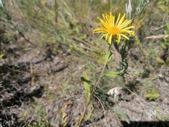 Pentanema britannica