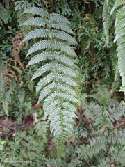 Metathelypteris gracilescens