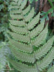 Metathelypteris gracilescens