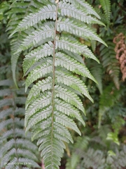 Metathelypteris gracilescens