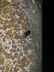 Figulus binodulus