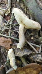 Leccinellum griseum
