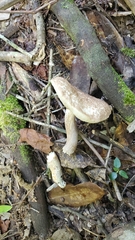Leccinellum griseum