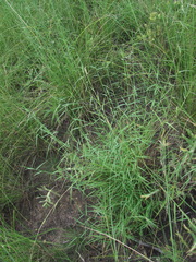 Cleistogenes serotina