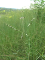 Cleistogenes serotina