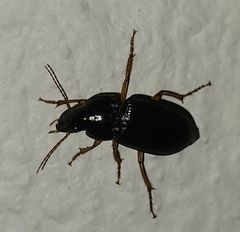 Harpalinae