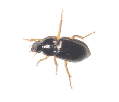 Harpalinae
