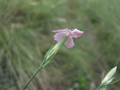 Dianthus pallens