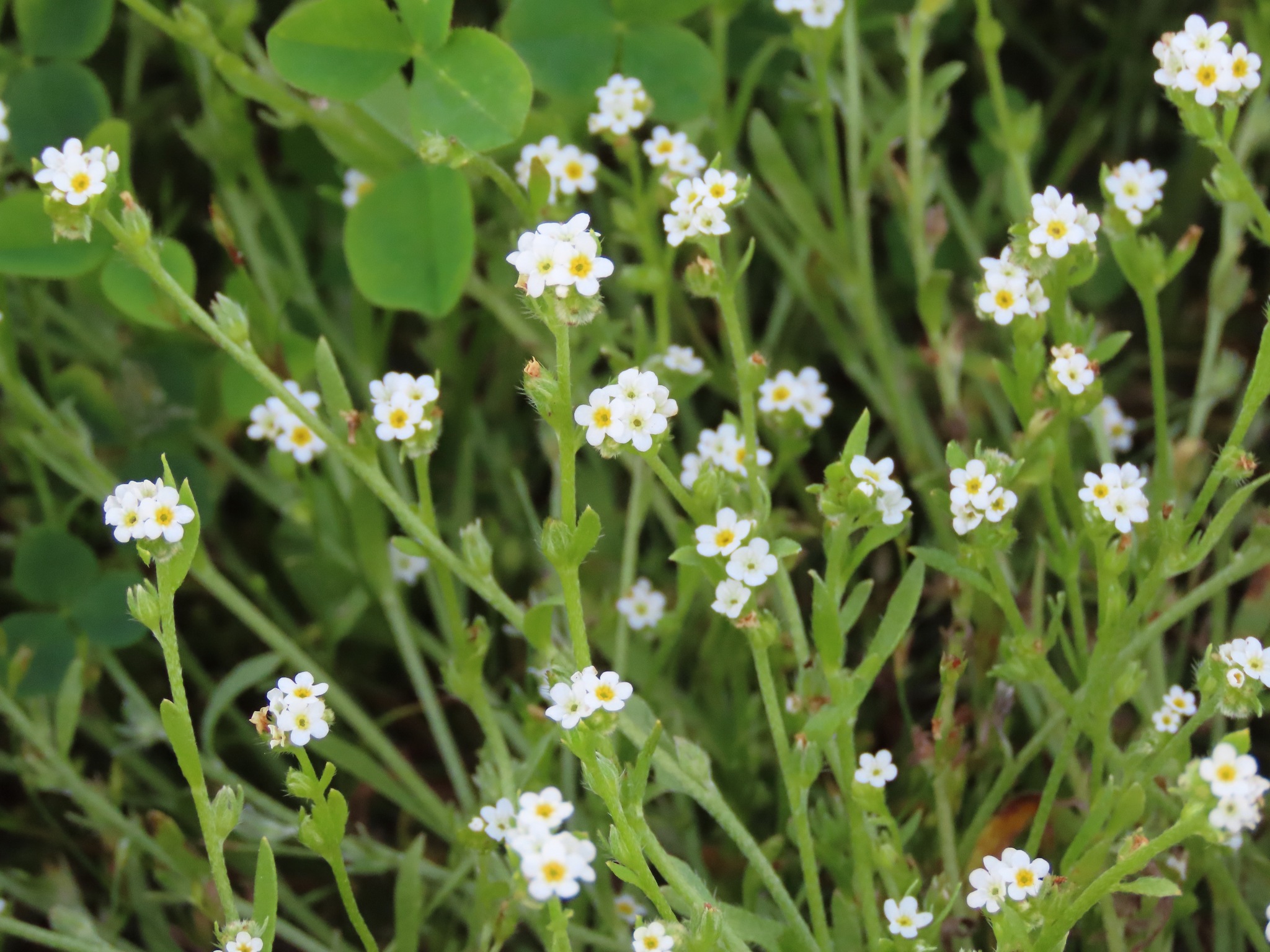 Plagiobothrys scouleri