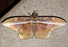 Hemeroblemma opigena