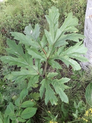 Heracleum persicum