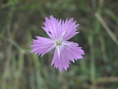 Dianthus pallens