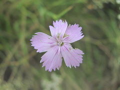 Dianthus pallens