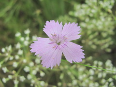 Dianthus pallens