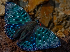 Dichorragia nesimachus