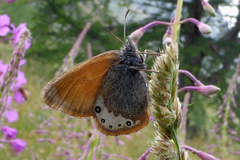 Coenonympha gardetta