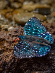 Dichorragia nesimachus