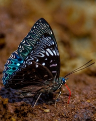 Dichorragia nesimachus