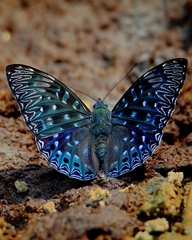 Dichorragia nesimachus