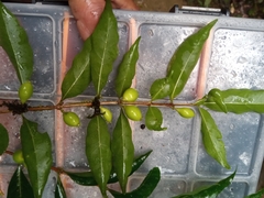 Tricalysia analamazaotrensis