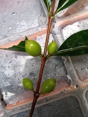 Tricalysia analamazaotrensis