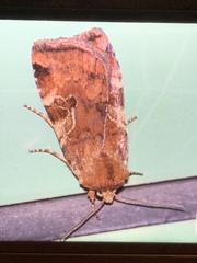 Cryptocala acadiensis