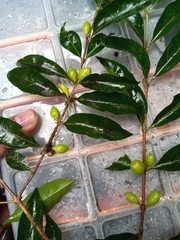 Tricalysia analamazaotrensis