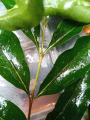 Tricalysia analamazaotrensis