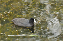 Fulica atra