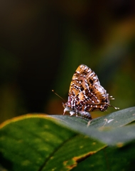 Catapaecilma major