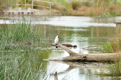 Microcarbo melanoleucos