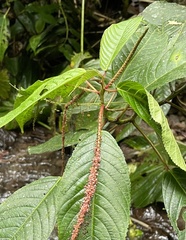 Acalypha platyphylla