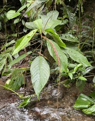 Acalypha platyphylla