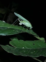 Anaulacomerina