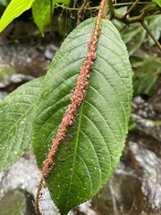 Acalypha platyphylla