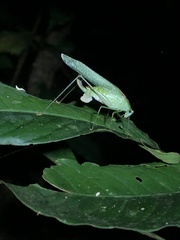 Anaulacomerina